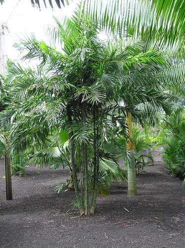 /_uploaded_files/ptychosperma-lineare-palm-pic.jpg